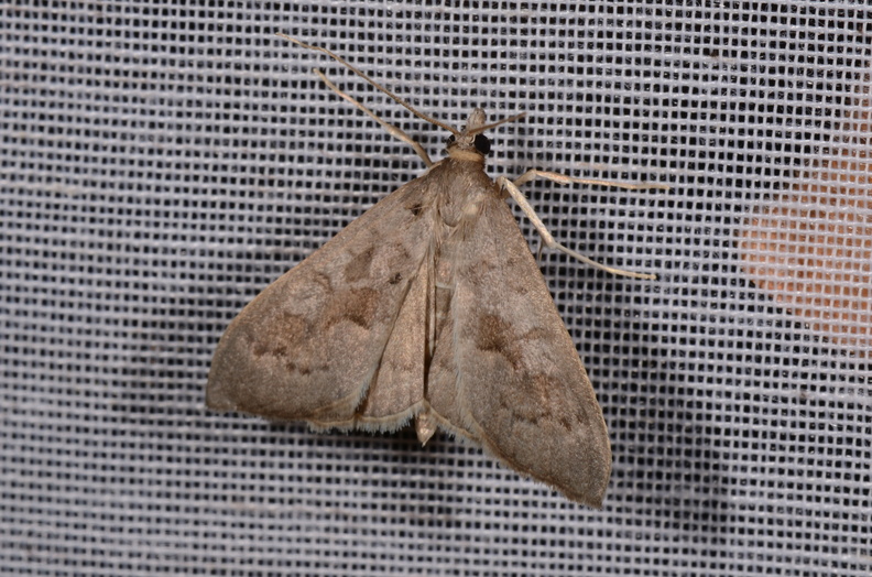 Chasse Aux Papillons - Chizé - 16-09-2019 - Mecyna asinalis (72).jpg