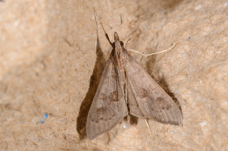 Chasse Aux Papillons - Chizé - 16-09-2019 - Mecyna asinalis (99).jpg