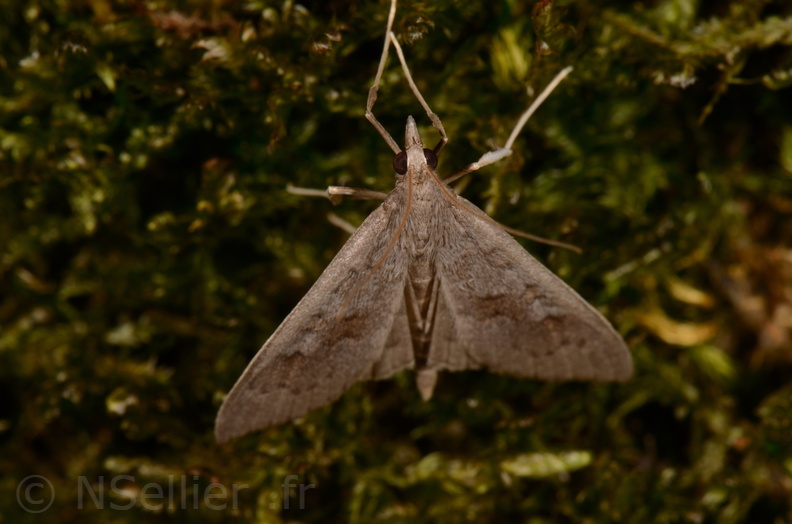 Chasse Aux Papillons - Chizé - 16-09-2019 - Mecyna asinalis (175).jpg