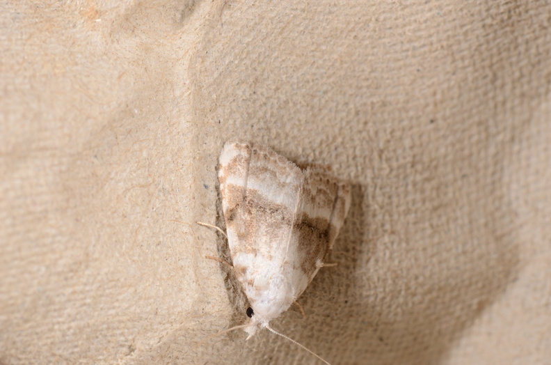 Chasse Aux Papillons - Chizé - 16-09-2019 - Meganola albula (106).jpg