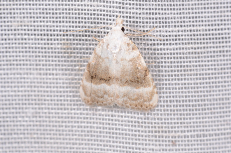 Chasse Aux Papillons - Chizé - 16-09-2019 - Meganola albula (129).jpg