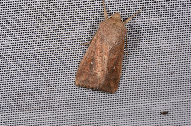 Chasse Aux Papillons - Chizé - 16-09-2019 - Mythimna albipuncta (4).jpg