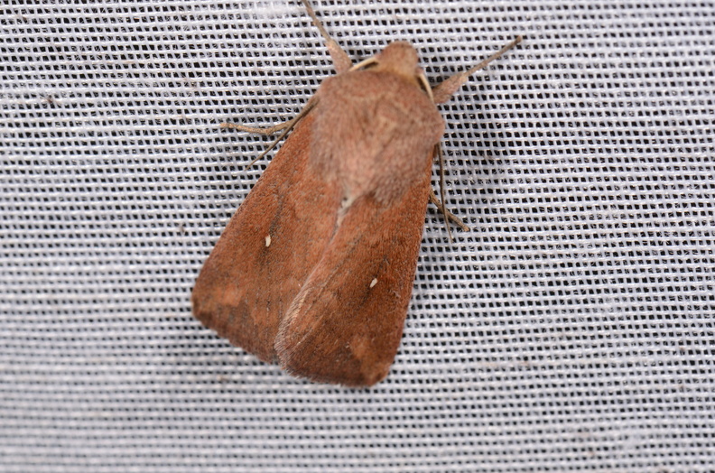 Chasse Aux Papillons - Chizé - 16-09-2019 - Mythimna albipuncta (5).jpg