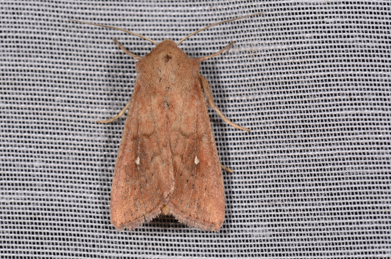 Chasse Aux Papillons - Chizé - 16-09-2019 - Mythimna albipuncta (7).jpg