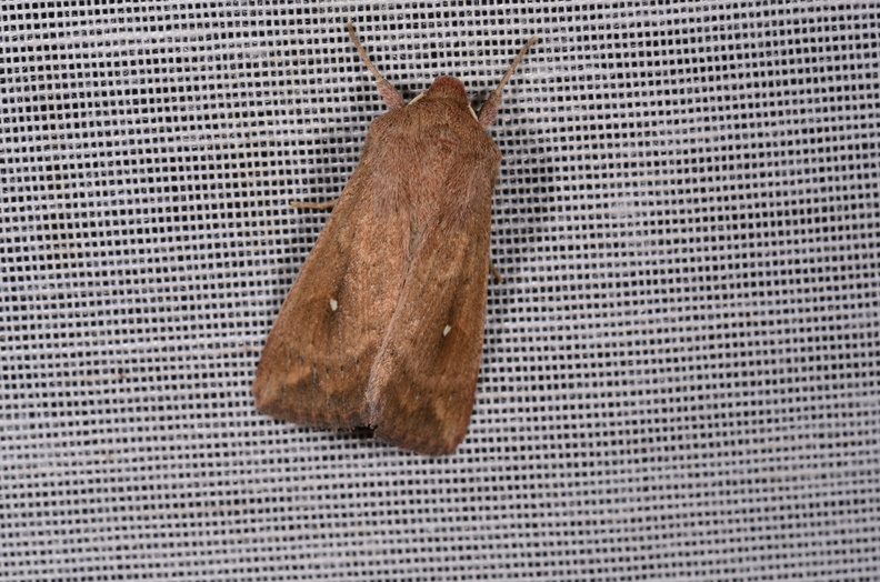 Chasse Aux Papillons - Chizé - 16-09-2019 - Mythimna albipuncta (8).jpg