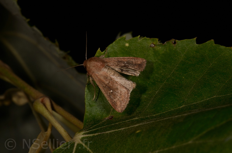 Chasse Aux Papillons - Chizé - 16-09-2019 - Mythimna albipuncta (160).jpg