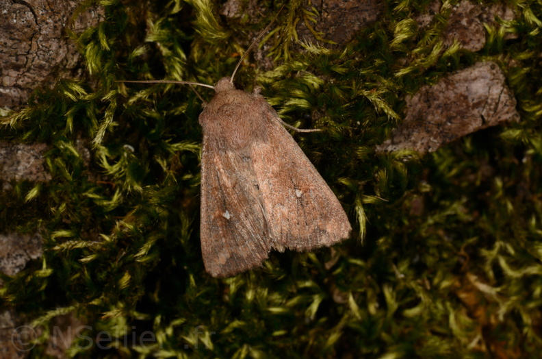 Chasse Aux Papillons - Chizé - 16-09-2019 - Mythimna albipuncta (173).jpg