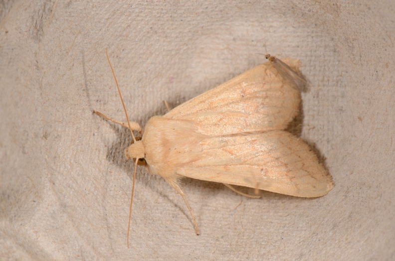 Chasse Aux Papillons - Chizé - 16-09-2019 - Mythimna vitellina (96).jpg
