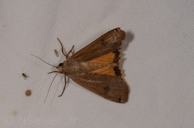 Chasse Aux Papillons - Chizé - 16-09-2019 - Noctua pronuba (21).jpg