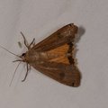 Noctua pronuba