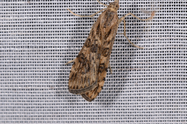 Chasse Aux Papillons - Chizé - 16-09-2019 - Nomophila noctuella (127).jpg