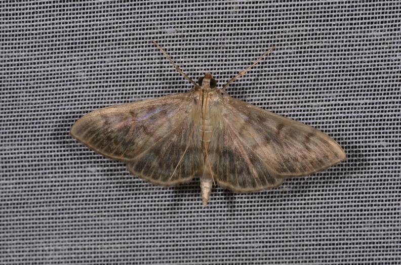 Chasse Aux Papillons - Chizé - 16-09-2019 - Patania ruralis (62).jpg