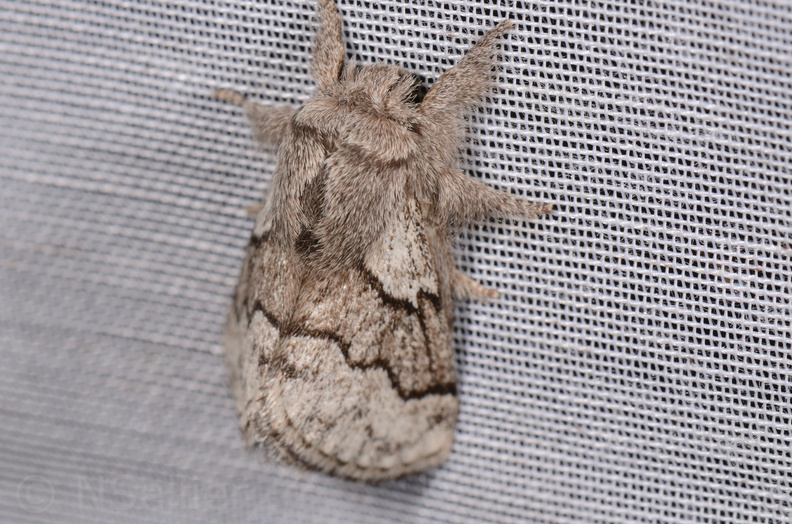 Chasse Aux Papillons - Chizé - 16-09-2019 - Trichiura crataegi (23).jpg