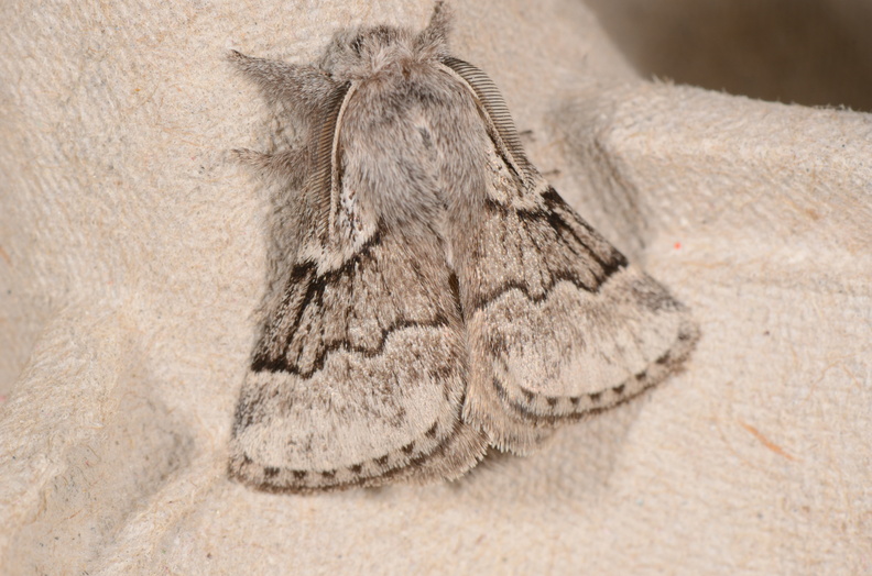 Chasse Aux Papillons - Chizé - 16-09-2019 - Trichiura crataegi (114).jpg