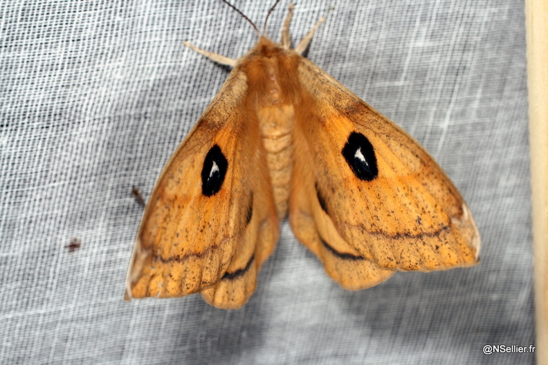 Chasse Aux Papillons - L'Hermitain - 22-04-2007 - Aglia tau (7).jpg