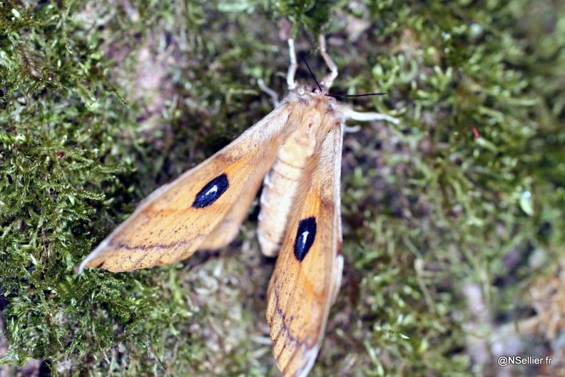 Chasse Aux Papillons - L'Hermitain - 22-04-2007 - Aglia tau (24).jpg