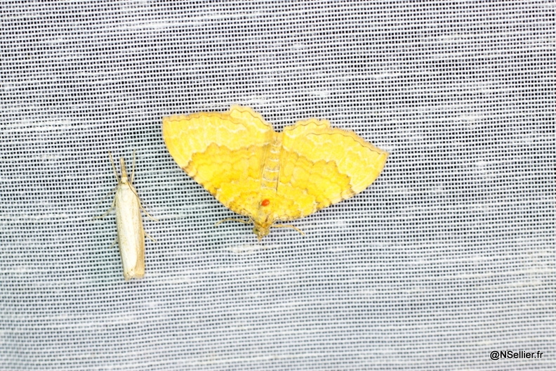 Chasse Aux Papillons - La Crèche - 03-07-2011 - Camptogramma bilineata (49).jpg