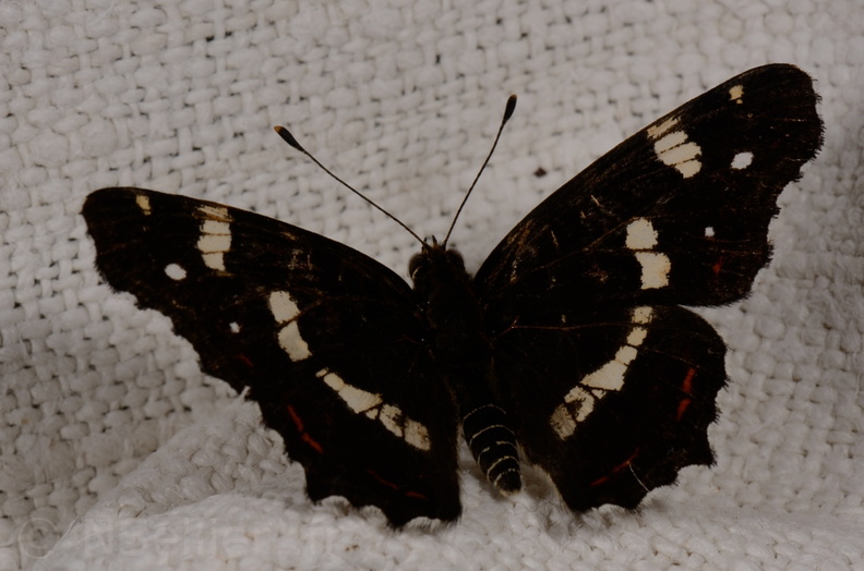 Chasse Aux Papillons - Mautré - 19-08-2012 - Araschnia levana (140).JPG