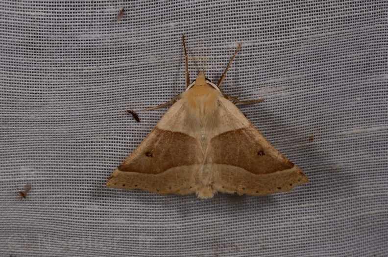 Chasse Aux Papillons - Mautré - 19-08-2012 - Crocallis elinguaria (139).JPG