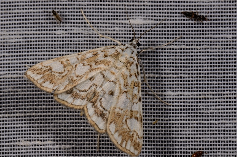 Chasse Aux Papillons - Mautré - 19-08-2012 - Elophila nymphaeata (20).JPG