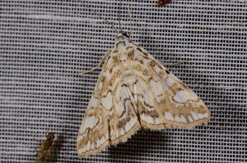 Chasse Aux Papillons - Mautré - 19-08-2012 - Elophila nymphaeata (21).JPG