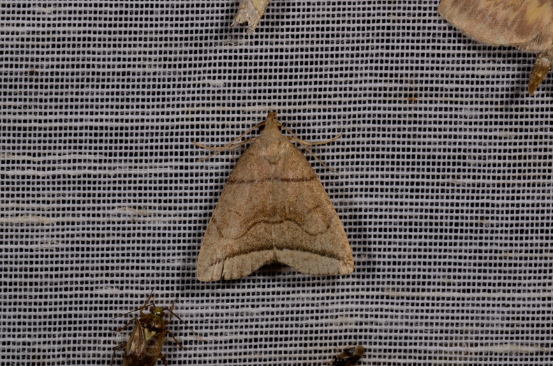Chasse Aux Papillons - Mautré - 19-08-2012 - Herminia grisealis (142).JPG