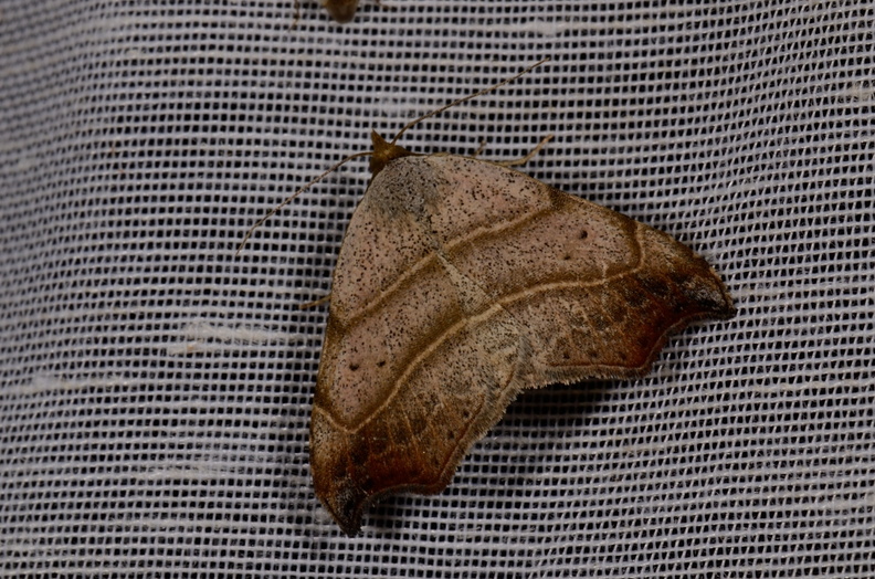 Chasse Aux Papillons - Mautré - 19-08-2012 - Laspeyria flexula (36).JPG