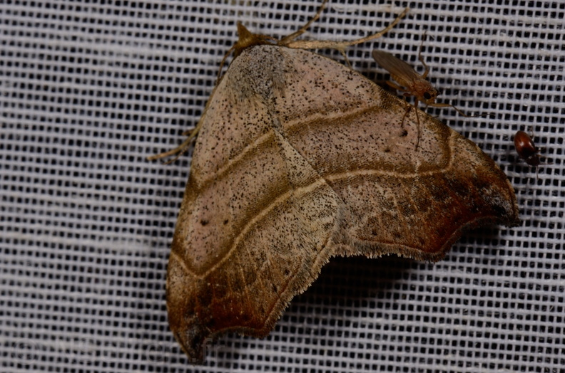 Chasse Aux Papillons - Mautré - 19-08-2012 - Laspeyria flexula (64).JPG