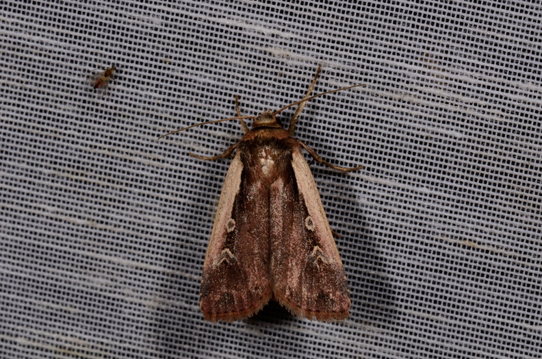 Chasse Aux Papillons - Mautré - 19-08-2012 - Ochropleura plecta (109).JPG