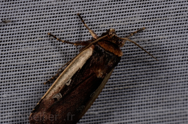Chasse Aux Papillons - Mautré - 19-08-2012 - Ochropleura plecta (138).JPG