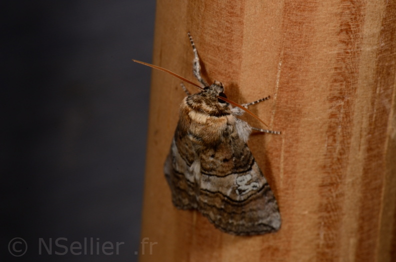 Chasse Aux Papillons - Mautré - 19-08-2012 - Tethea ocularis (125).JPG