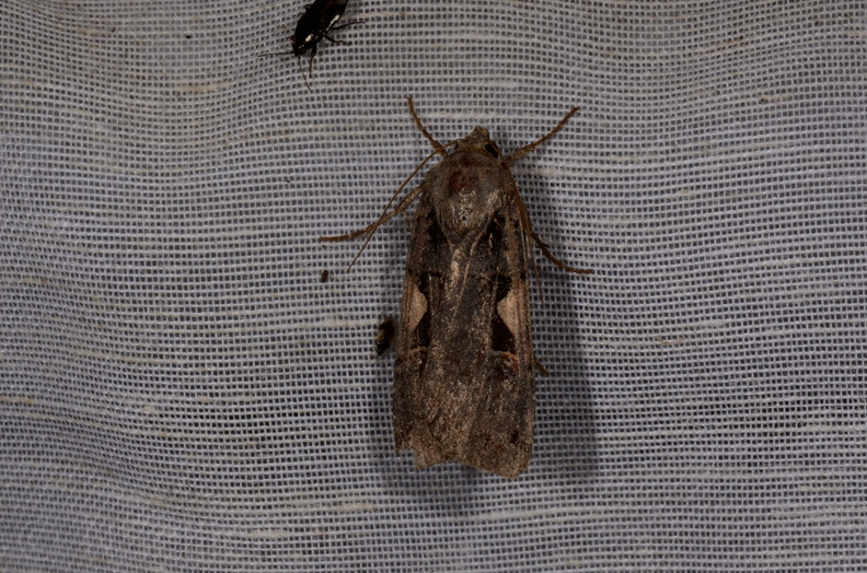 Chasse Aux Papillons - Mautré - 19-08-2012 - Xestia c-nigrum (34).JPG