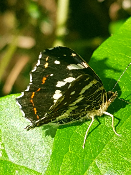 Chasse Aux Papillons - Mazières-sur-Béronne - 11-08-2018 - bis - Araschnia levana (10).jpg