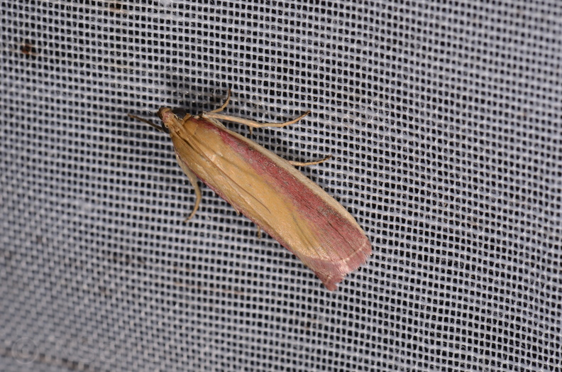 Chasse Aux Papillons - Mazières-sur-Béronne - 11-08-2018 - Oncocera semirubella (62).jpg