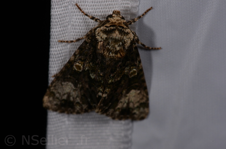 Chasse Aux Papillons - St Hilaire La Palud - 13-07-2017 - Craniophora ligustri (21).jpg