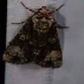 Craniophora ligustri