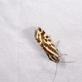 Emmelia trabealis