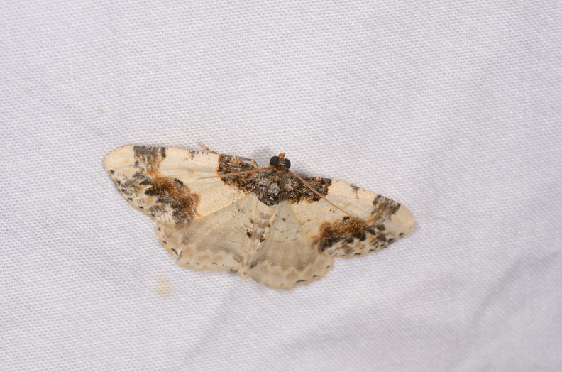 Chasse Aux Papillons - Saint Hilaire La Pallud - 16-08-2019 - Ligdia adustata (57).jpg