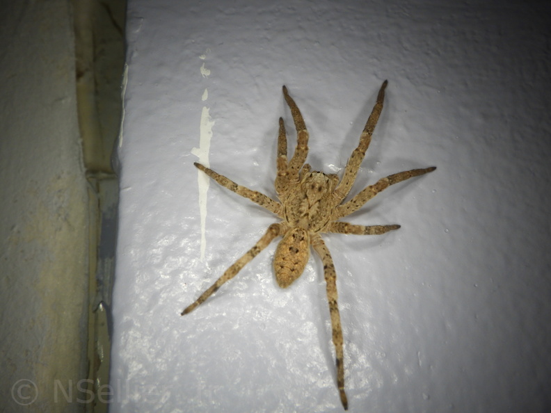 Nicolas Sellier - Niort - 27-08-2020 - Zoropsis spinimana (8).JPG