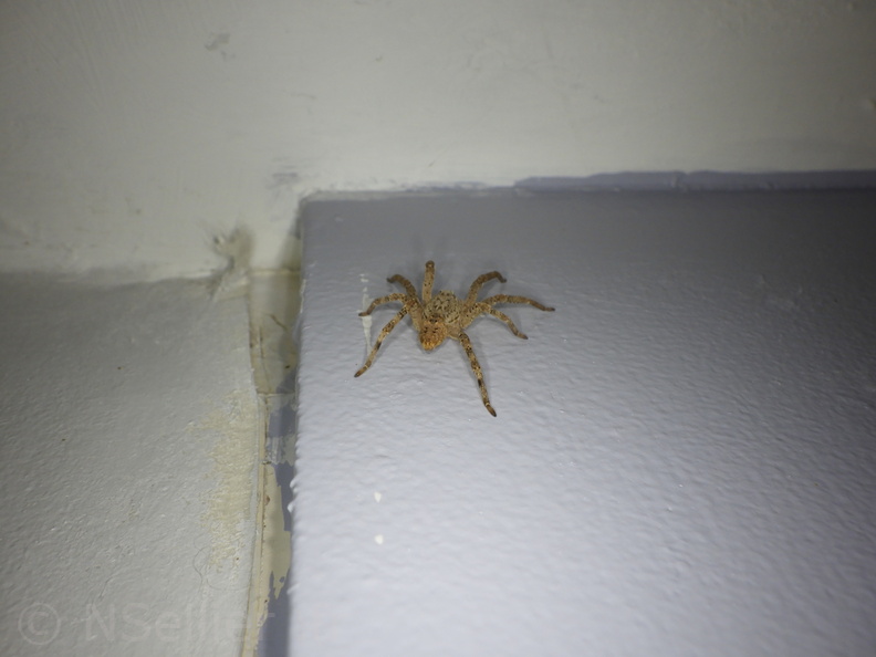 Nicolas Sellier - Niort - 27-08-2020 - Zoropsis spinimana (7).JPG