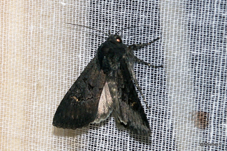 Chasse Aux Papillons - Chizé - 07-10-2005 - Aporophyla nigra (9).jpg