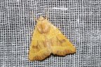 Atethmia centrago