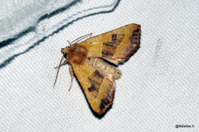 Chasse Aux Papillons - Chizé - 07-10-2005 - Atethmia centrago (5).jpg