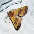 Atethmia centrago