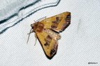 Atethmia centrago