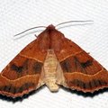 Atethmia centrago