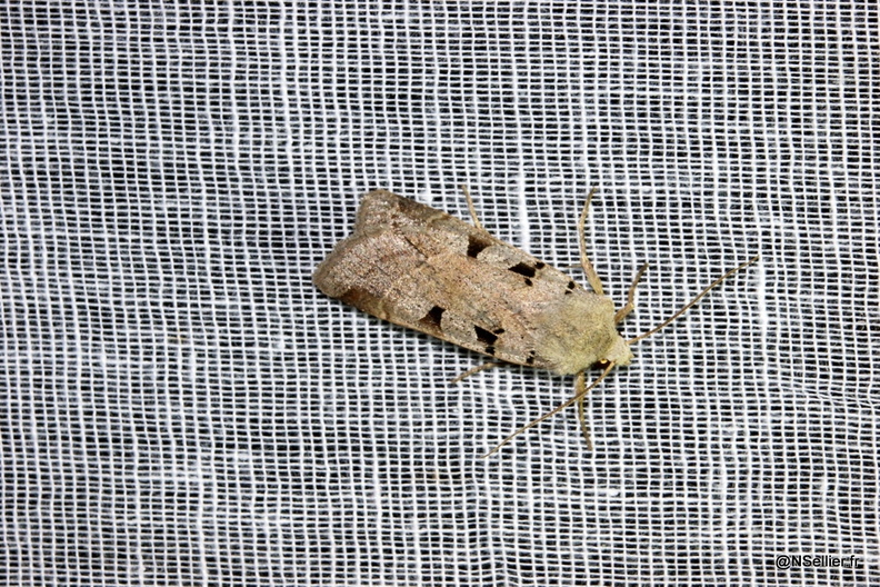 Chasse Aux Papillons - Chizé - 07-10-2005 - Eugnorisma glareosa (1).jpg