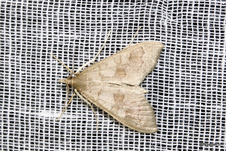 Chasse Aux Papillons - Chizé - 07-10-2005 - Mecyna asinalis (17).jpg