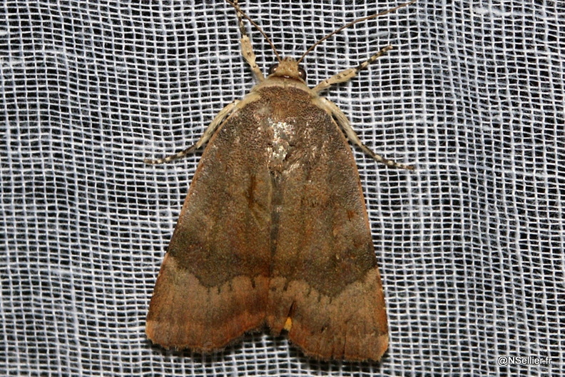 Chasse Aux Papillons - Chizé - 07-10-2005 - Noctua janthe (3).jpg