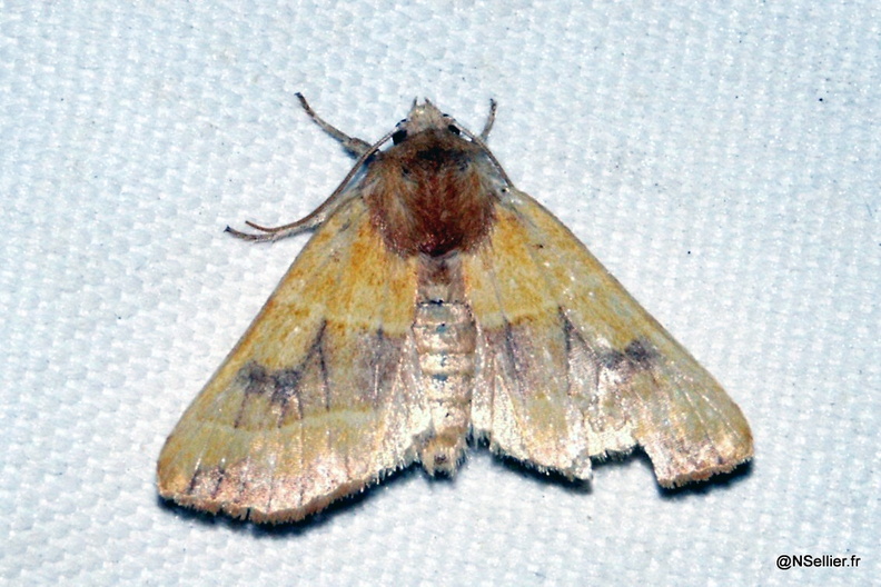 Chasse Aux Papillons - Chizé - 07-10-2005 - Atethmia centrago (2).jpg